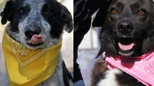 Conocé a los perritos de Neuquén que esperan por un dueño responsable