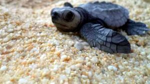 Nacieron 97 tortugas en peligro de extinción en una playa vacía por la cuarentena