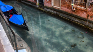 Venecia: no cambió su fauna, pero ahora podemos verla