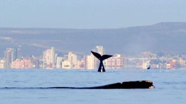 Puerto Madryn no defrauda. Estuvo a pleno en el feriado.    
Foto Daniel Feldman