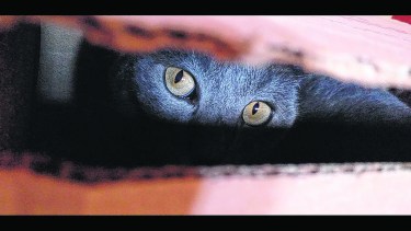 Nora Silva: jugamos a las escondidas con Bonnie, en casa.