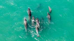 Video: Una manada de delfines les robó protagonismo a las ballenas en el Puerto San Antonio Este