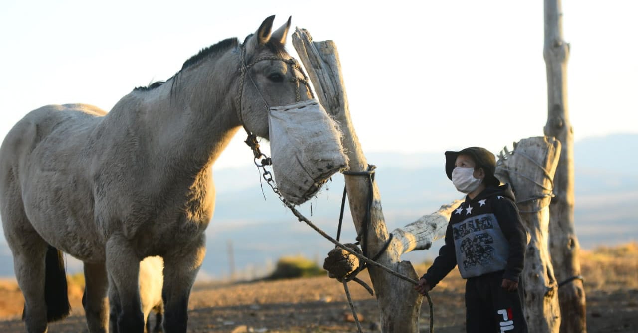 "Mira tío... ¡usa barbijo como yo!" dijo sorprendido Joaquín al ver al caballo con el morral en el norte neuquino. Foto: Martín Muñoz. 