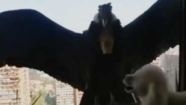 De un lado del ventanal, el cóndor. Del otro, el perrito. El encuentro en un edificio de Santiago de Chile se hizo viral.