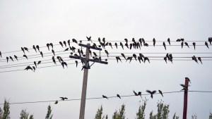 Muchos cortes de luz en Valle Medio, por los loros en los cables