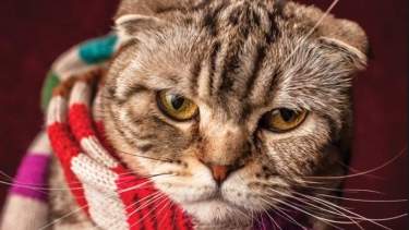 Pronóstico: ¡Brrr! Se vienen las primeras temperaturas bajo cero a la región