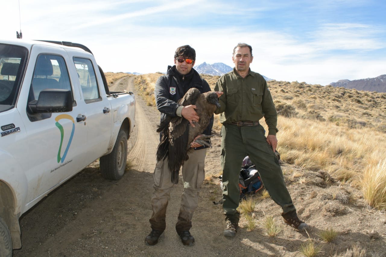 El guardafauna Martín Muñoz y el guardafauna Daniel Castillo tras el rescate en el Cajón del Covunco, en el norte neuquino. Trasladaron el cóndor a Varvarco. 