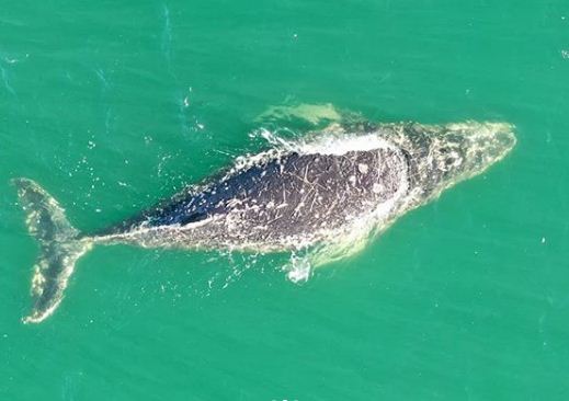 La espectacular imagen de la ballena jorobada que logró ayer Sebastián Leal a 200 metros de la costa de las Grutas.