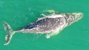 Las Grutas: una ballena jorobada paseó a 200 metros de la costa