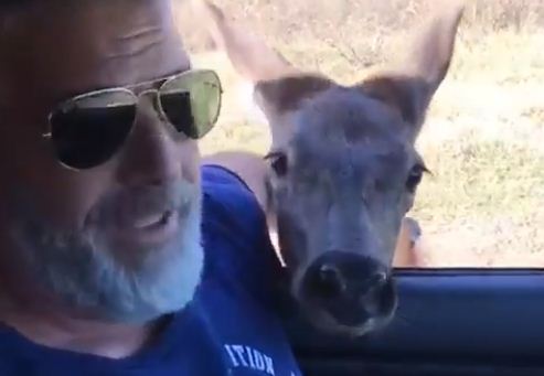 Germán Soto, habitante de Santa Rosa, se cruzó con un pequeño ciervo colorado que se dejó acariciar y metió la cabeza en la camioneta en un camino de tierra de La Pampa. 