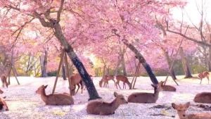 Belleza pura: ciervos descansan bajo los cerezos en flor en Japón