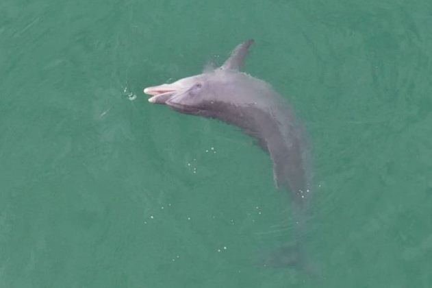 Las imágenes de los delfines persiguiendo un cardumen en Las Grutas fueron tomadas por Sebastián Leal con su drone. Vive frente a la costa.
