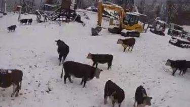 Vacas y caballos pasean en un cerro Perito Moreno ya con nieve y nuevo protocolo sanitario