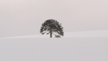Una solitaria araucaria en Villa Pehuenia: otro paisaje 18 años después