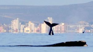 Puerto Madryn: llegaron las primeras ballenas, sin turistas para recibirlas