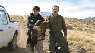 Épico rescate de un cóndor herido en el Cajón del Covunco