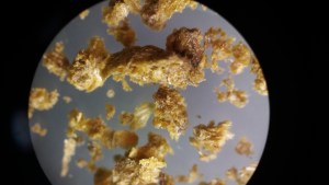 Ciencia: la pequeña gran belleza que a simple vista no se ve