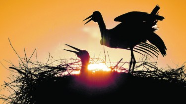 Restauración ecológica, cambio climático y pandemia