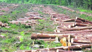 ¿Una criminología verde para defender el medio ambiente?