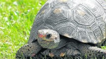 Imagen de Tortugas: los riesgos de vivir fuera del hábitat natural