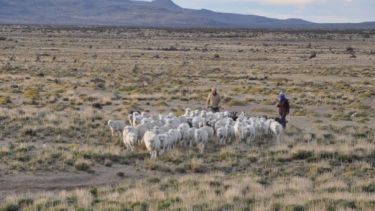Diariamente María recorre varias hectáreas de campo para cuidar a sus animales. (Foto: José Mellado)