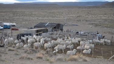 Cerca de cien animales, entre ovejas y cabras, forman la majada que tiene la mujer. (Foto: José Mellado)