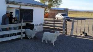 Productores de la Región Sur quieren mejorar la raza angora