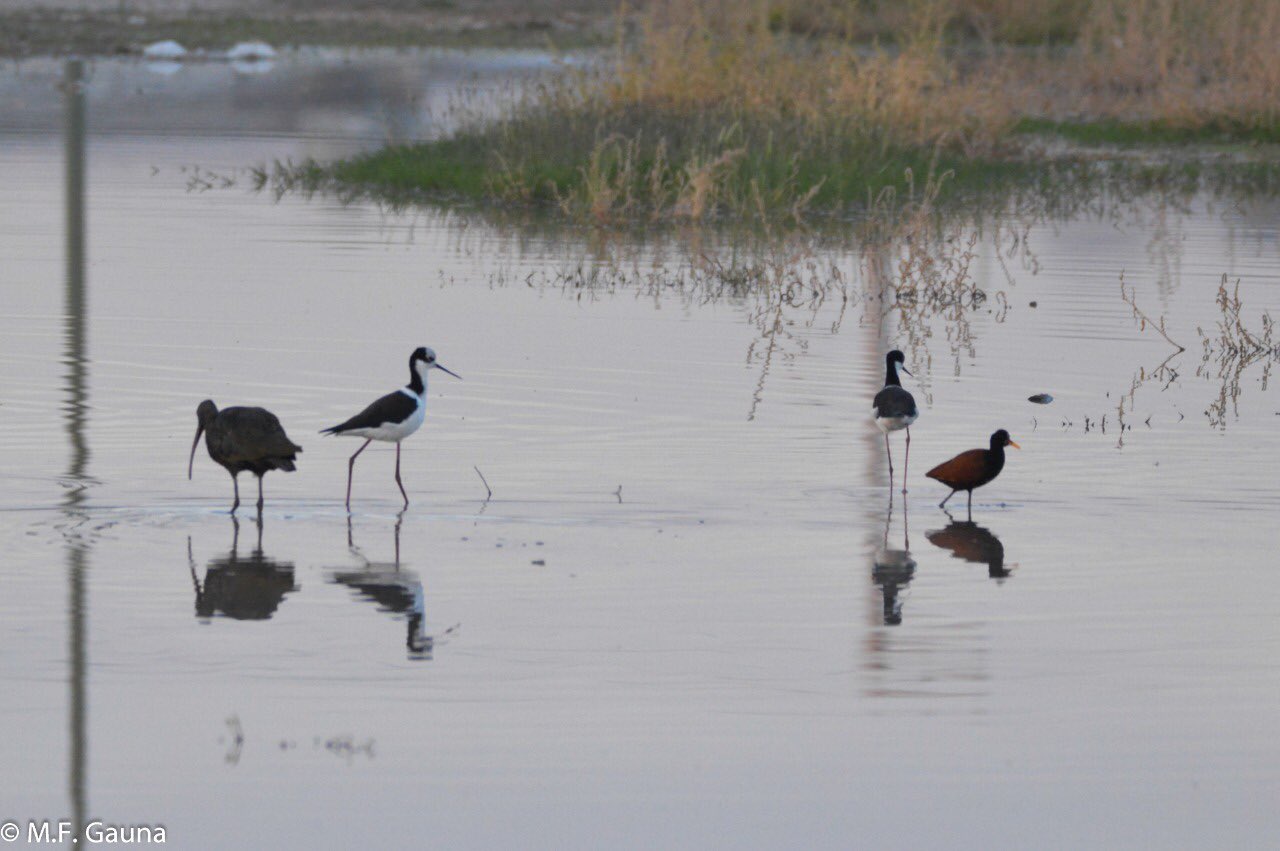 Ya son 80 las especies de aves que fueron observadas en la laguna San Lorenzo. Foto Municipalidad de Neuquén