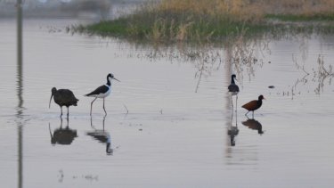 Ya son 80 las especies de aves que fueron observadas en la laguna San Lorenzo. Foto Municipalidad de Neuquén