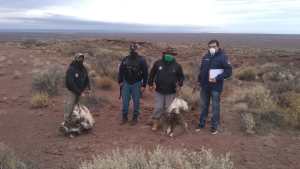 Picún Leufú: salieron a cazar choiques y fueron detenidos