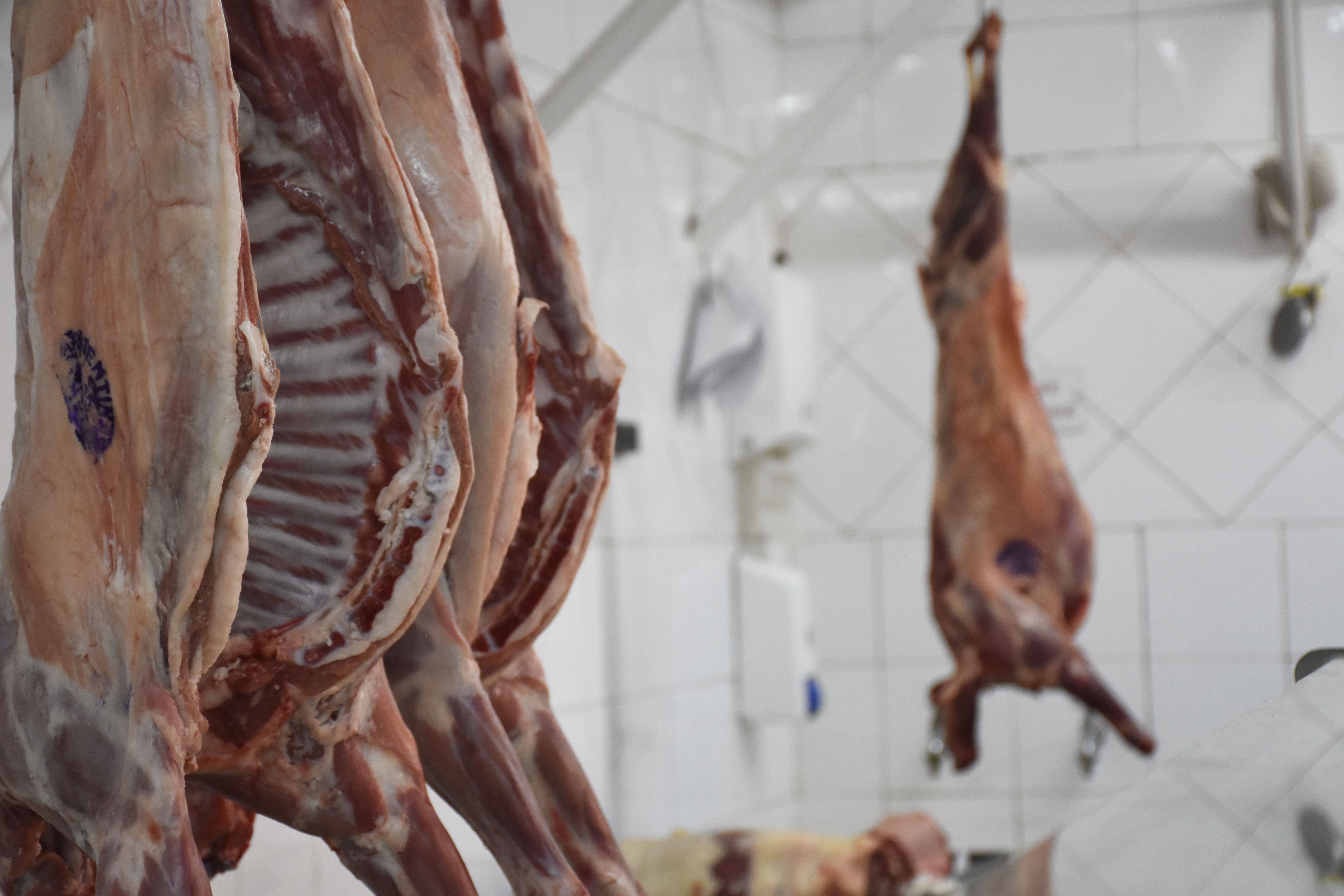 La carne de chivo dejará de ser estacional en las carnicerías neuquinas. Foto Florencia Salto