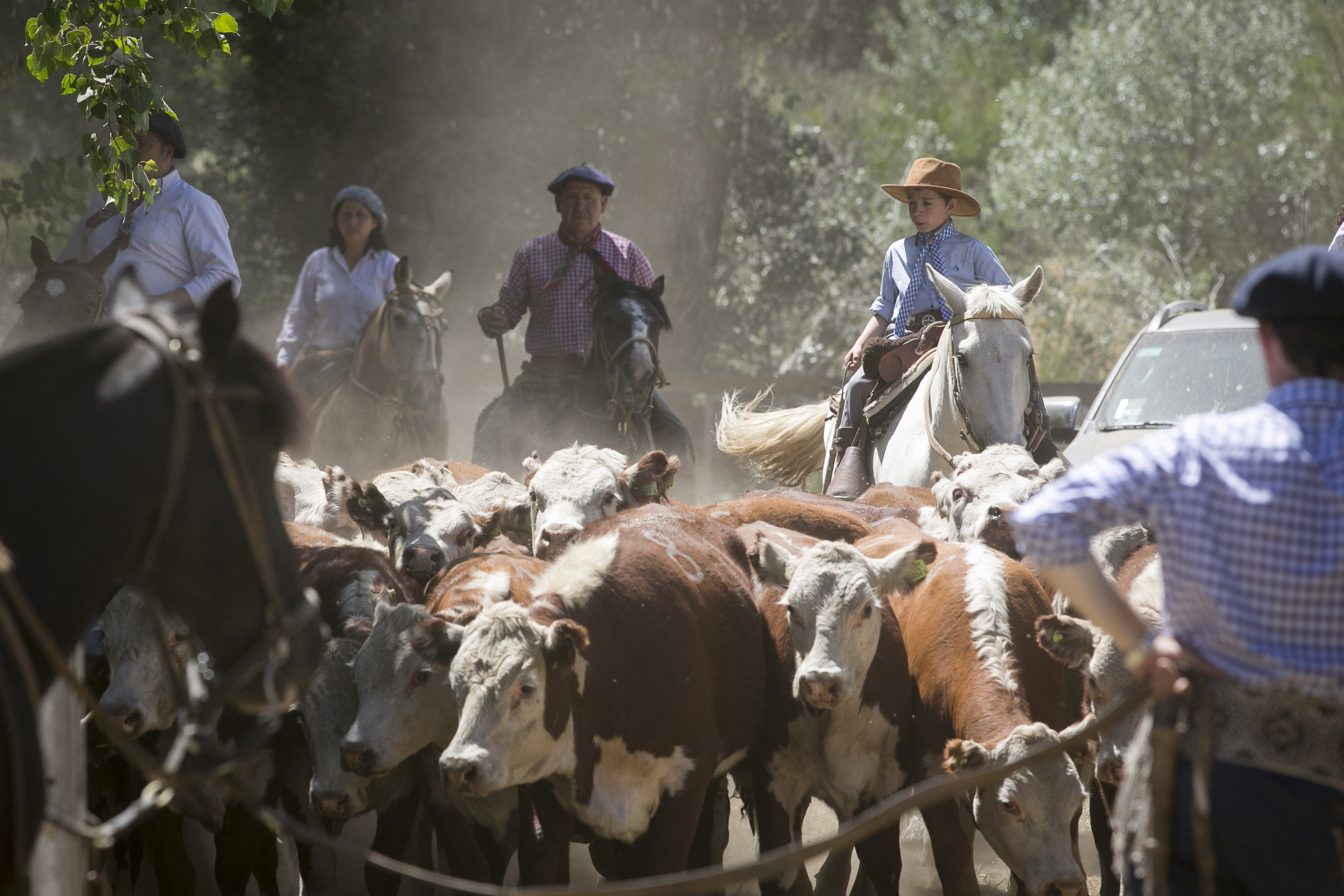 Los rodeos de bovinos fueron mostrados y vendidos por internet. Foto Archivo de Patricio Rodríguez