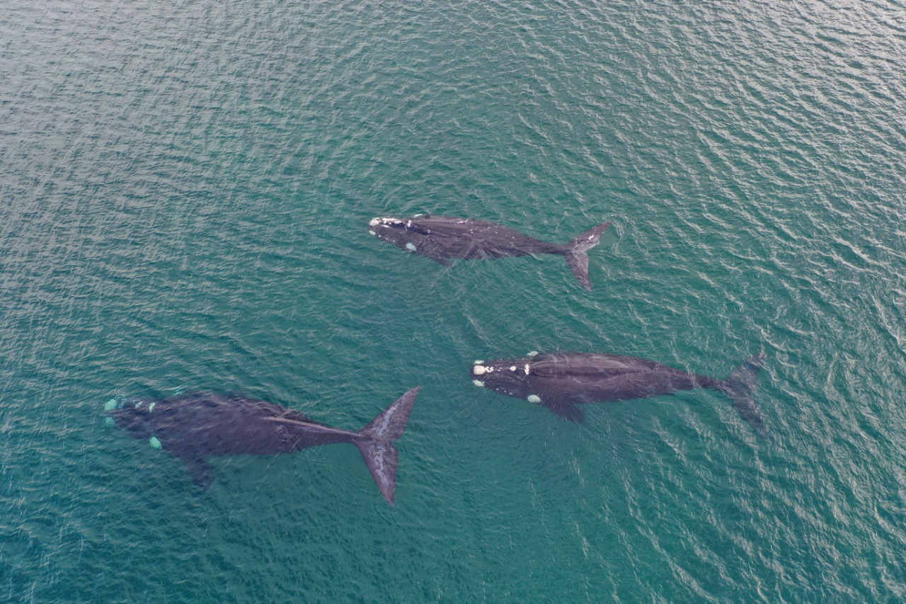 Las tres ballenas francas captadas hoy por un drone a unos 300 metros de la costa de Las Grutas, Río Negro, Patagonia. Foto: Sebastián Leal