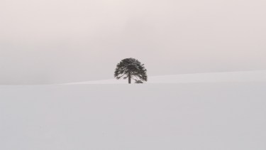 Julio del 2002. Una araucauria a 400 metros del parque de nieve Batea Mahuida en Villa Pehuenia Moquehue, Neuquén. Foto de Alejandro Carnevale