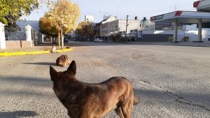 Calles desiertas en Regina por cierre de comercios