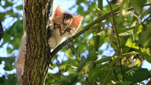 Pronóstico: el lunes comienza con un poco de nubes y viento
