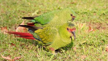 La foto la obtuvo Luis Ricciuto en el predio del museo de Aluminé. (Gentileza Luis Ricciuto)