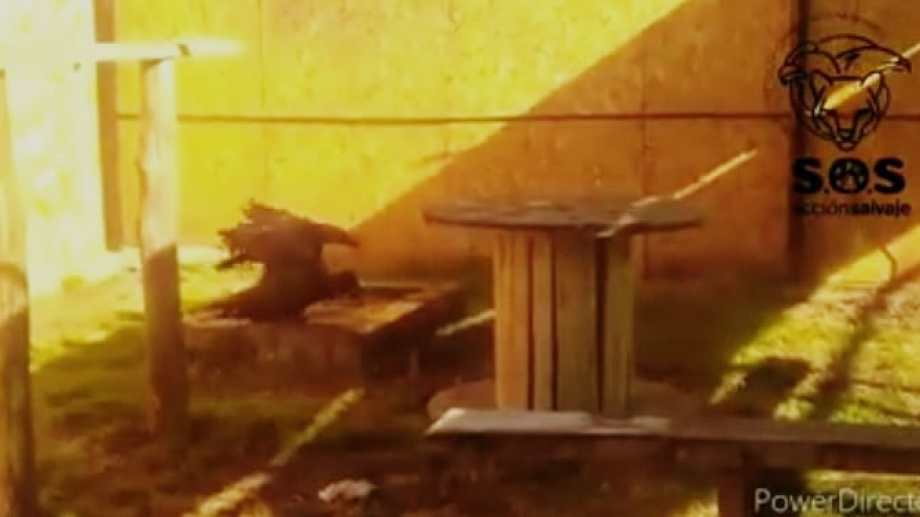 En el primer día en el Centro de Conservación y Manejo de Fauna en Mendoza la pichona de cóndor se dio un baño. Captura de video 