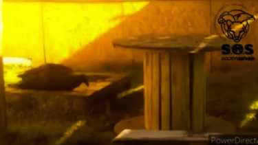 Así se recupera en Mendoza el cóndor herido rescatado en Neuquén