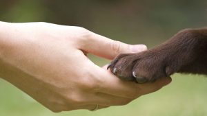 Primer Congreso virtual Internacional de Derecho Animal en Argentina