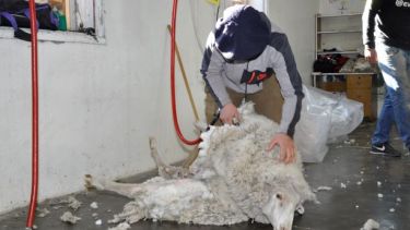 Esquiladores rionegrinos no pueden ingresar a Chubut. (Foto: José Mellado)