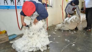 Gestionan el ingreso de esquiladores rionegrinos a Chubut