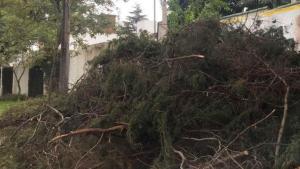 Los residuos forestales crecen en cuarentena en Bariloche