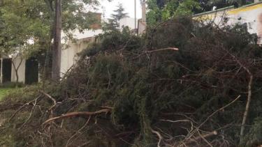 Los residuos forestales se acumulan en veredas y podrían afectar los pluviales. Imagen ilustrativa