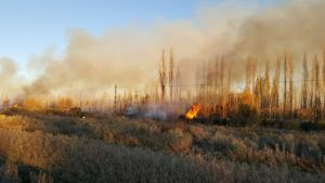 Roca: un incendio de pastizales afectaba cercanías de un barrio