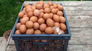 Aumentó el precio y la demanda del huevo durante la cuarentena en Neuquén