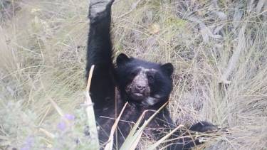 El cachorro de la especie de oso de anteojos que fue fotografiado por los guardaparques en una de las laderas de Machu Picchu. Foto: SERNANP.