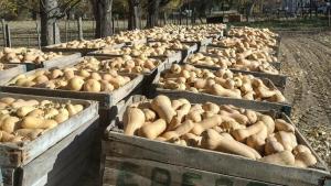 Con una novedosa técnica lograron duplicar la producción de zapallos en Plottier