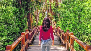 Paseos como el de Bosque de Arrayanes estarán regulados. 