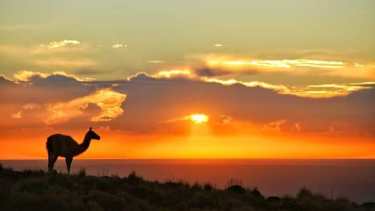 Guanacos en Auca Mahuida. Foto: Martín Muñoz